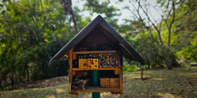 Cuidado de las abejas sin aguijon