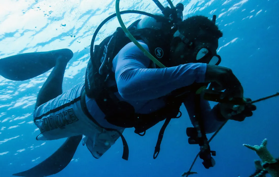 Coralízate, la jornada de cultivo de corales que busca restaurar arrecifes de Colombia Coralízate, la jornada de cultivo de corales que busca restaurar arrecifes de Colombia