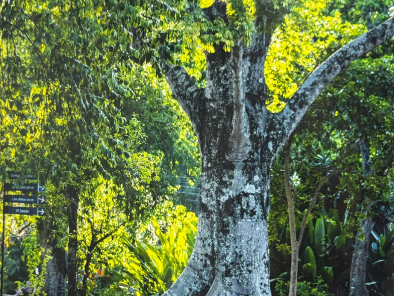 javeriana-librocop16-biodiversidad-cali